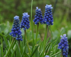 Muscari